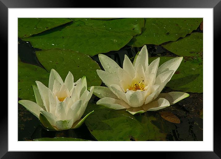 Wet waterlily 3 Framed Mounted Print by Matthew Burniston
