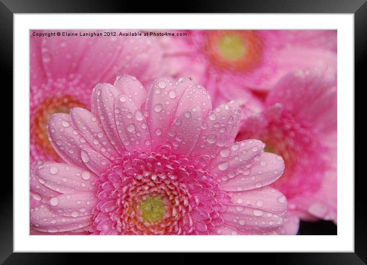 Like A Flower In The Rain Framed Mounted Print by Elaine Lanighan