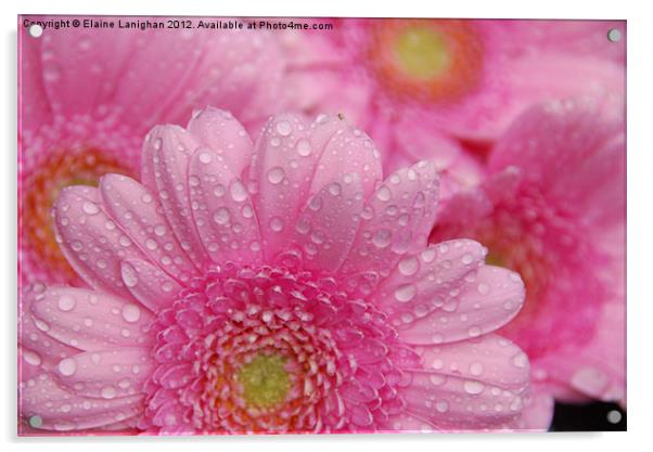 Like A Flower In The Rain Acrylic by Elaine Lanighan