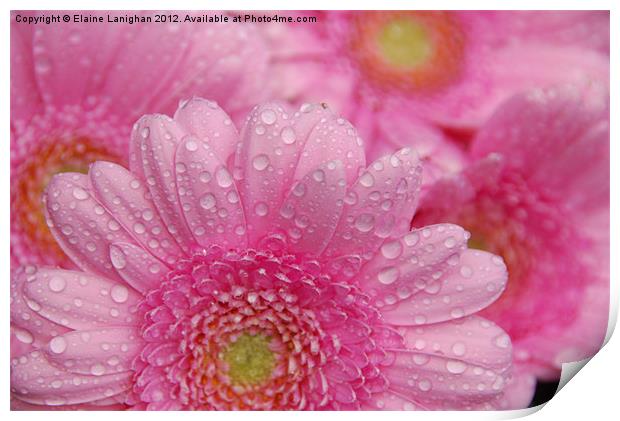 Like A Flower In The Rain Print by Elaine Lanighan