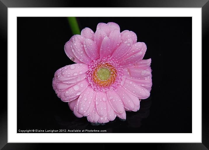 Raindrops and Petals Framed Mounted Print by Elaine Lanighan