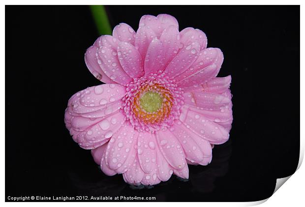 Raindrops and Petals Print by Elaine Lanighan