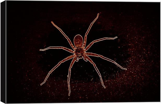 space spider Canvas Print by anurag gupta