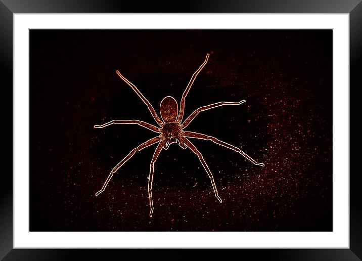 space spider Framed Mounted Print by anurag gupta
