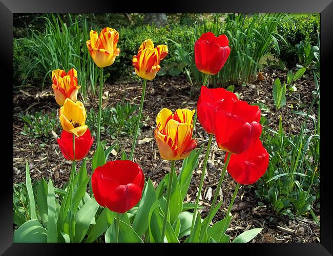 Tulips in the Sun Framed Print by David McBarnett