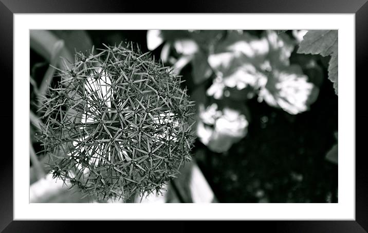 Flower Sphere Framed Mounted Print by John Garcia