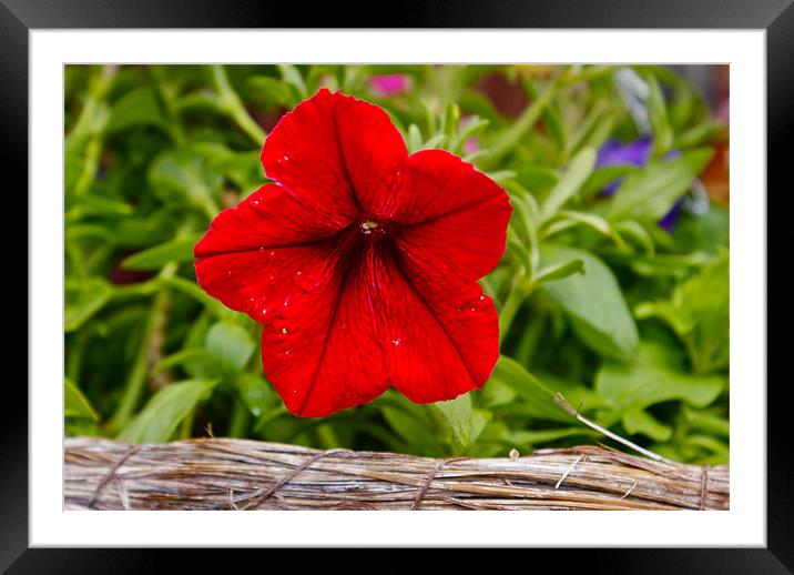 Red Flower Framed Mounted Print by John Garcia