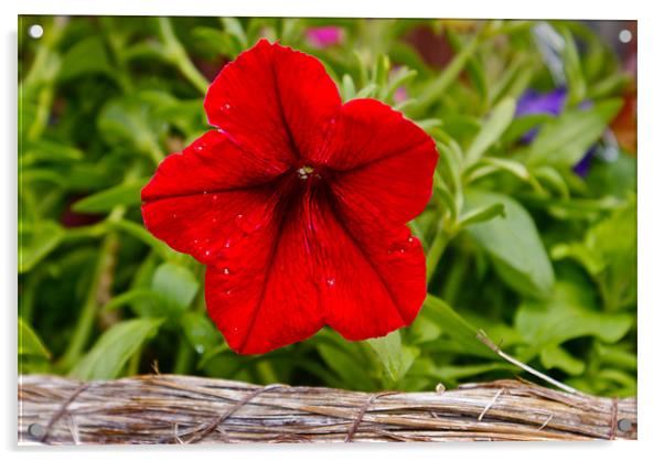 Red Flower Acrylic by John Garcia