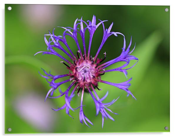 Cornflower Acrylic by Maria Gaellman