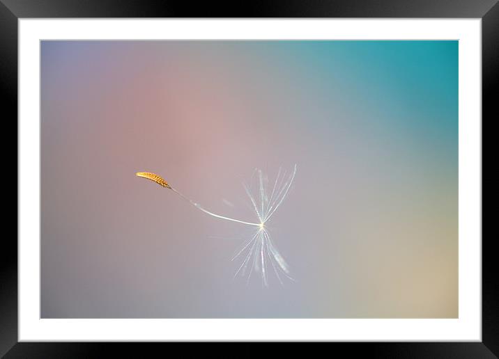 Seed in flight Framed Mounted Print by Mark Harrop