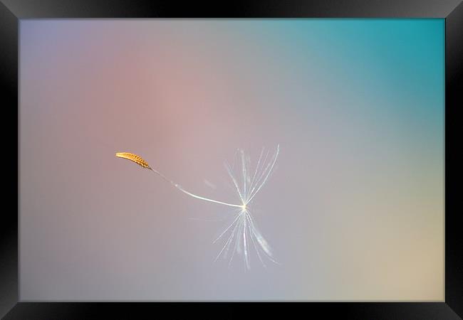 Seed in flight Framed Print by Mark Harrop