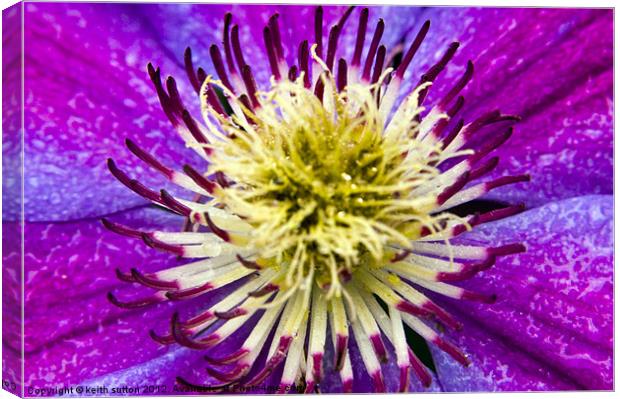 clematis Canvas Print by keith sutton
