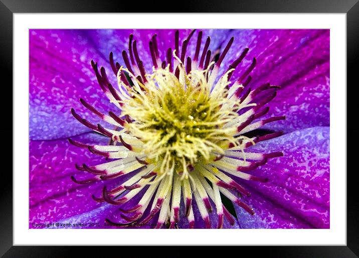 clematis Framed Mounted Print by keith sutton