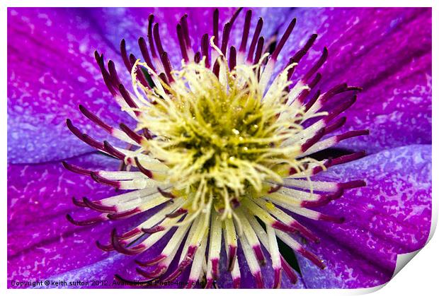 clematis Print by keith sutton