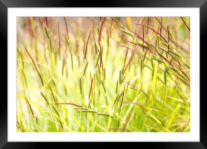 Summer Grasses Framed Mounted Print by Mark Harrop