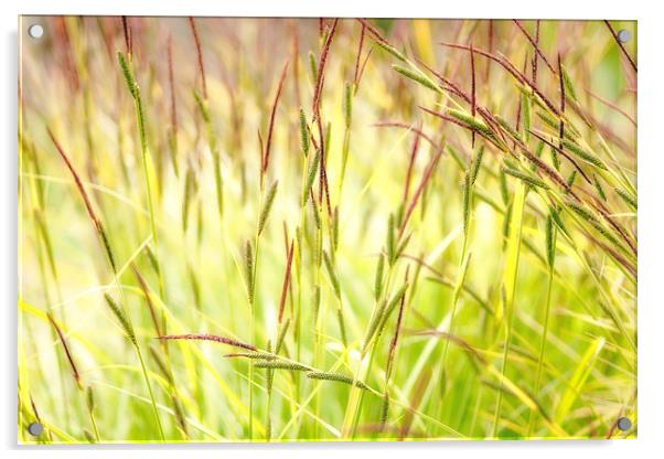 Summer Grasses Acrylic by Mark Harrop