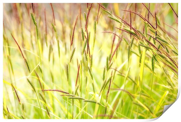 Summer Grasses Print by Mark Harrop