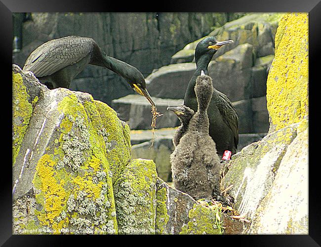 Peace Offering Framed Print by Laura McGlinn Photog