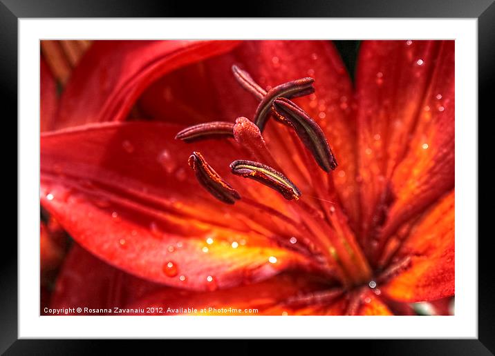 firery lillies 2. Framed Mounted Print by Rosanna Zavanaiu