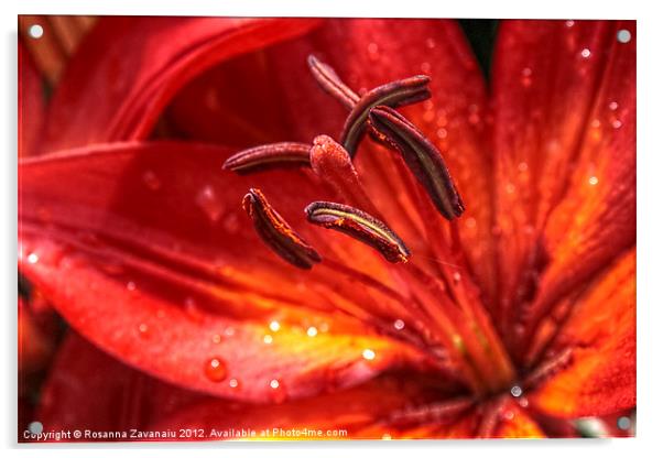 firery lillies 2. Acrylic by Rosanna Zavanaiu
