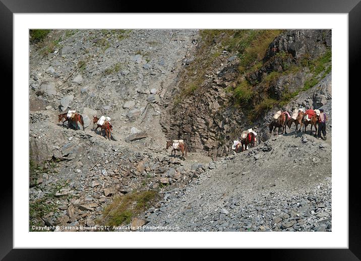 Mules Crossing Landslide near Birethanti Framed Mounted Print by Serena Bowles