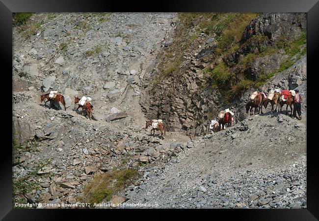 Mules Crossing Landslide near Birethanti Framed Print by Serena Bowles