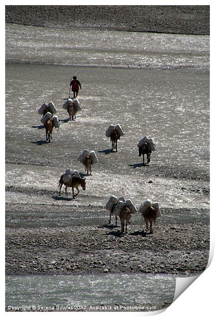 Mules Crossing River Annapurna Circuit Print by Serena Bowles