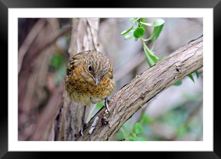 Baby Robin Framed Mounted Print by Tony Murtagh