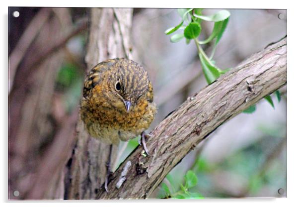 Baby Robin Acrylic by Tony Murtagh