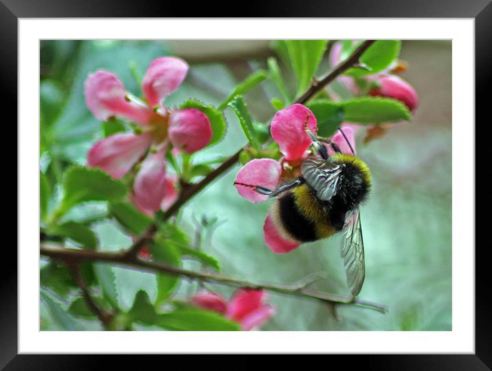 Bumble Bee Framed Mounted Print by Tony Murtagh