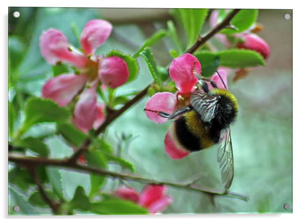 Bumble Bee Acrylic by Tony Murtagh