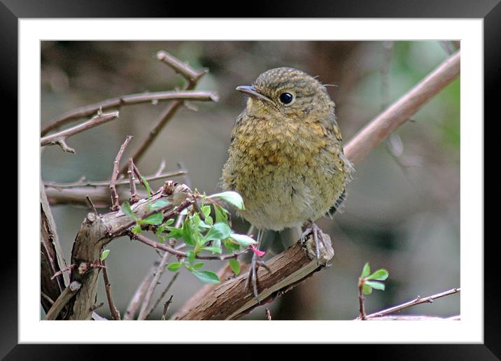 Baby Robin Framed Mounted Print by Tony Murtagh