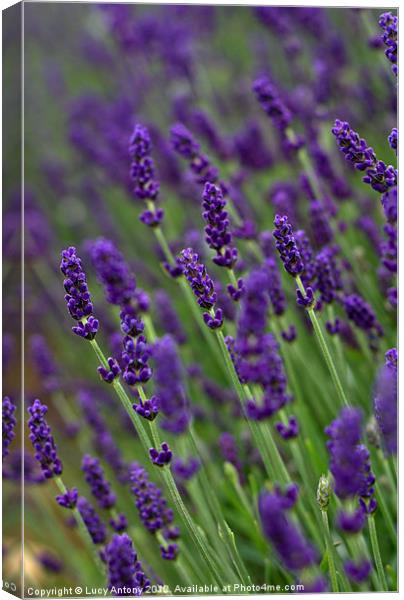 simply lavender 2 Canvas Print by Lucy Antony