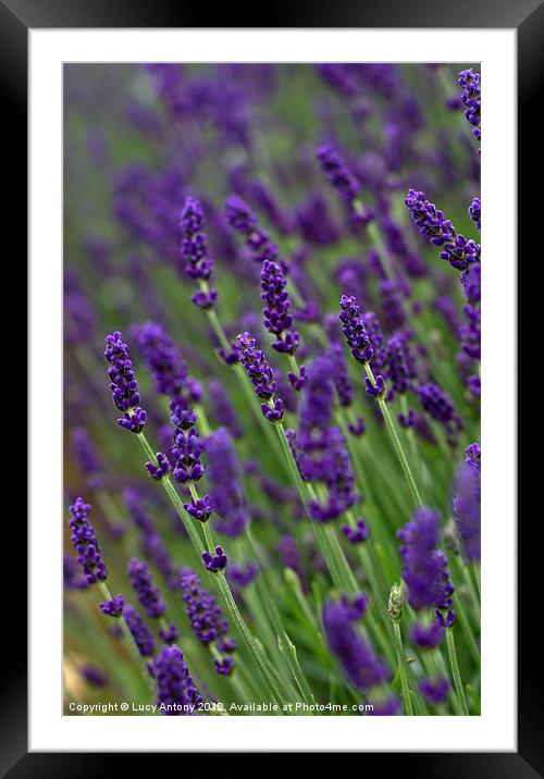 simply lavender 2 Framed Mounted Print by Lucy Antony