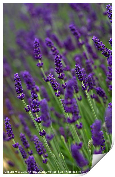 simply lavender 2 Print by Lucy Antony