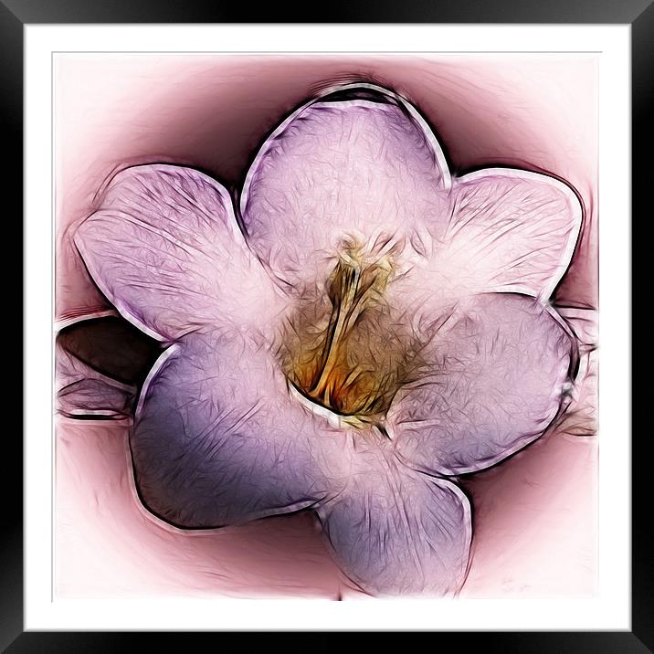 Fractured Freesia Framed Mounted Print by Sharon Lisa Clarke