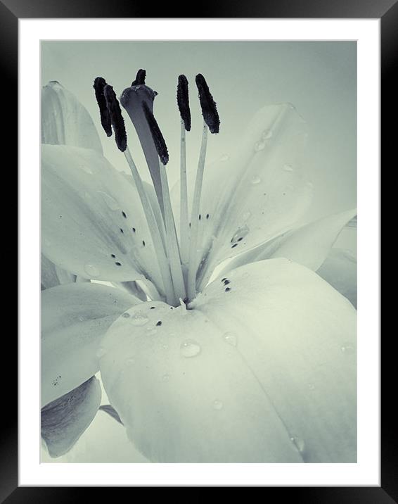 Lily Framed Mounted Print by Sarah Couzens