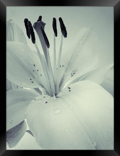 Lily Framed Print by Sarah Couzens