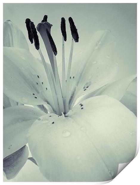 Lily Print by Sarah Couzens