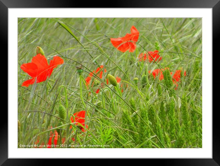 Swaying Poppies Framed Mounted Print by Laura McGlinn Photog