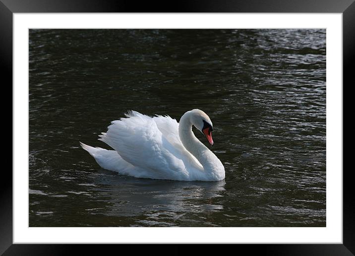 Swan on Norfolk Broads Framed Mounted Print by Linda Brown