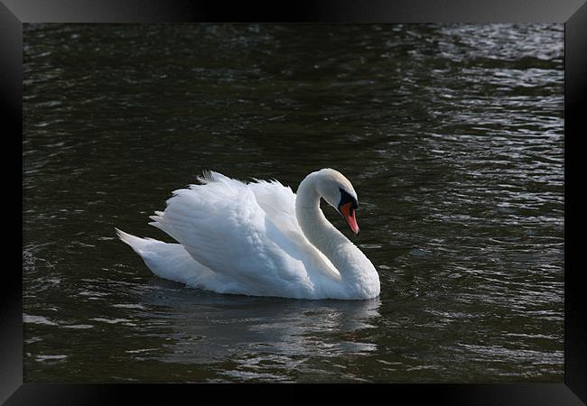 Swan on Norfolk Broads Framed Print by Linda Brown