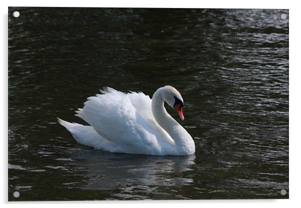 Swan on Norfolk Broads Acrylic by Linda Brown