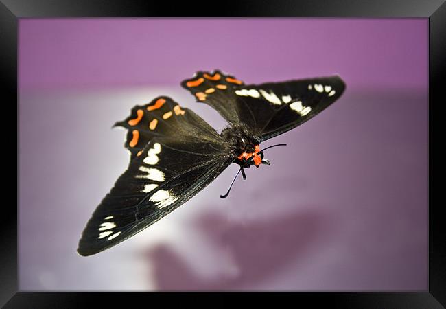 Bodiless Gliding Moth Framed Print by Arfabita  