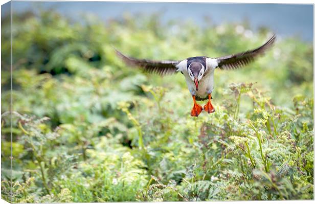 Puffin in flight Canvas Print by Stephen Mole