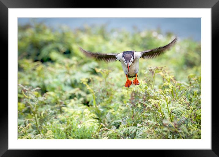 Puffin in flight Framed Mounted Print by Stephen Mole