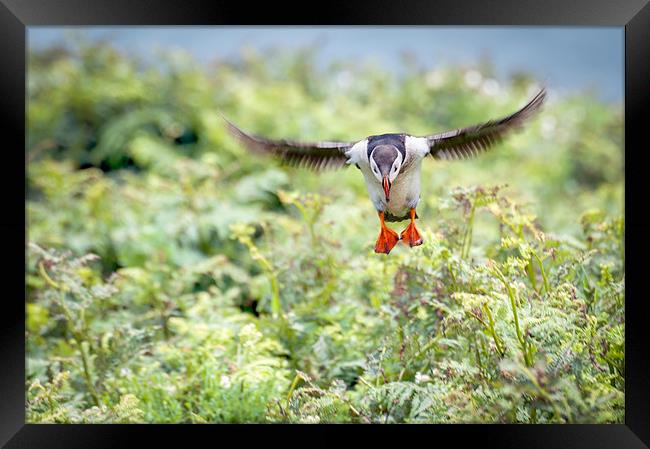 Puffin in flight Framed Print by Stephen Mole