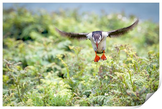 Puffin in flight Print by Stephen Mole