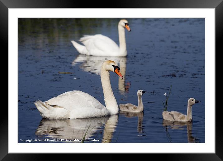 Family Day Out Framed Mounted Print by David Borrill