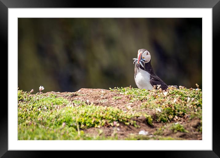 Puffin with Sand Eels Framed Mounted Print by Stephen Mole